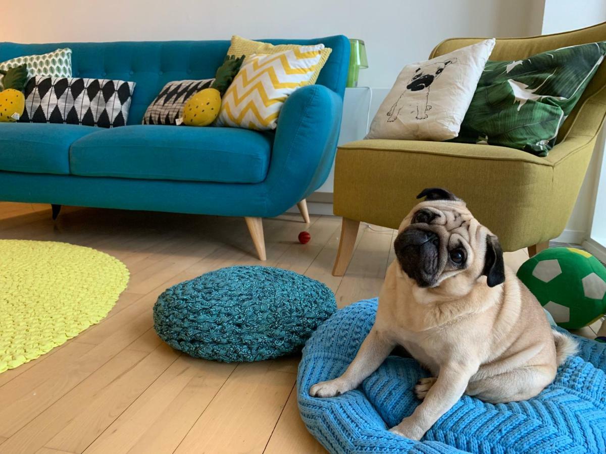 Accommodatie bij particulieren Cute Pug Guest *