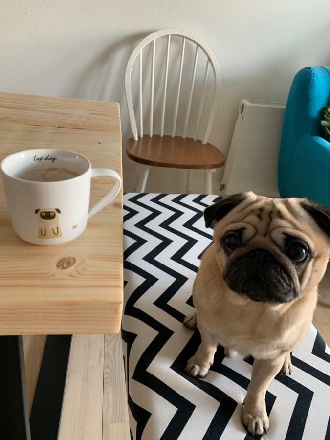 Homestay Cute Pug Guest