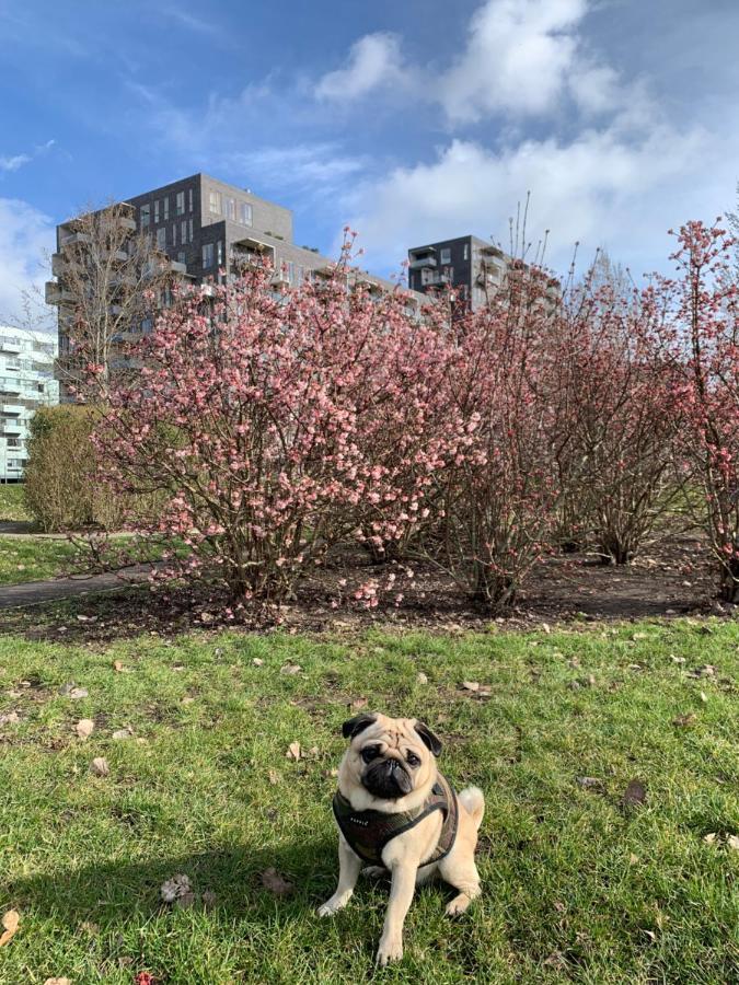 Homestay Cute Pug Guest Copenhagen